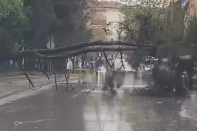 Bursa'da rüzgar ağaç devirdi! Yol kapandı...