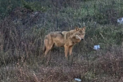 Bilecik'te insanlardan kaçmayan kurt böyle görüntülendi