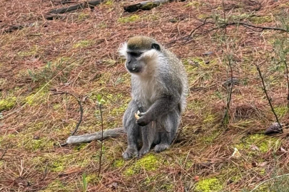 Mantar toplamaya gittiği ormanda maymun buldu!