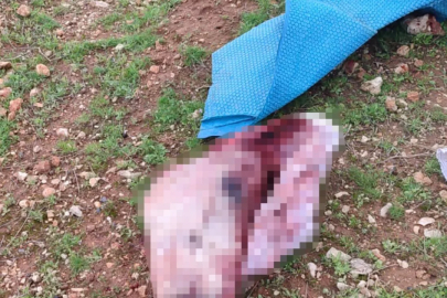 Mide bulandıran görüntüler: Kesilmiş at kafası ve parçaları bulundu