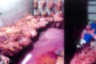 Ölmüş hayvanları kesip piyasaya süren çete çökertildi!