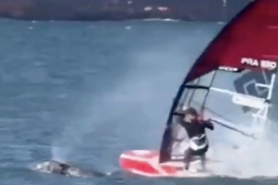 ABD'de sörf yapan bir vatandaş balina ile çarpıştı