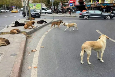 Bakan Çiftçi duyurdu! Toplanan sahipsiz sokak hayvanlarının oranı belli oldu...