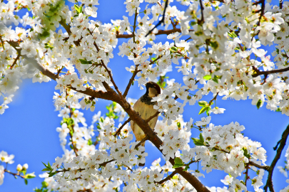 İznik Çiçek Bahçesine Büründü