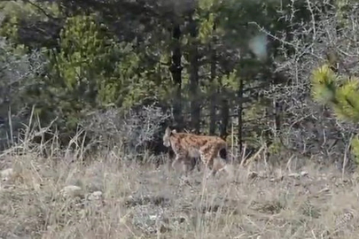 Kastamonu'da vaşak görüntülendi