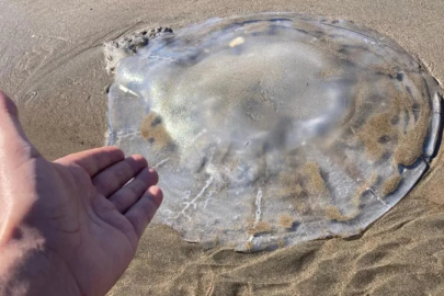 Sahile vuran denizanalarıyla ilgili uyarı: Ölü olsa bile dokunmayın