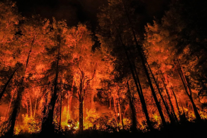 Orman yangınlarında acı tablo! Bursa ilk sırada yer aldı...
