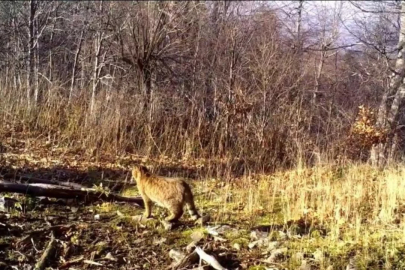 Bursa'da doğa tutkunlarını heyecanlandıran anlar: Fotokapana yansıdı...