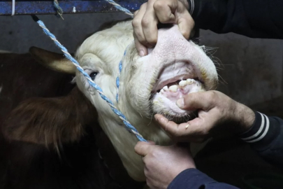 Bursa'da kurbanlık alırken aldanmayın!