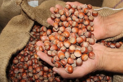 Fındık fiyatları dibi gördü: TMO'ya çağrı yapıldı