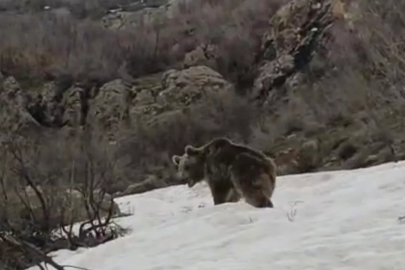 Kış uykusundan uyanan ayı yerleşim yerine indi