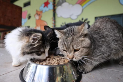 TÜİK açıkladı: İşte Mart ayında fiyatı en çok artan ve azalan ürünler...