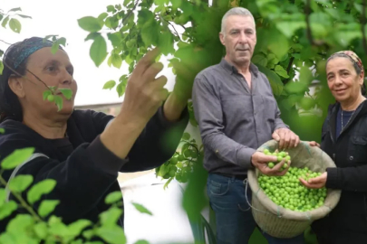 Bir hevesle başladı, şimdi Avrupa'ya ihracat ediyor! Kilosunu 450 TL'den satıyor