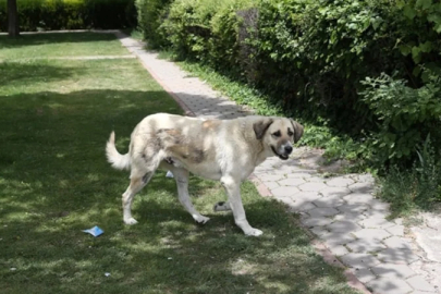 İstanbul Valiliği'nden belediyelere yazı: Sokak köpekleri toplatılacak