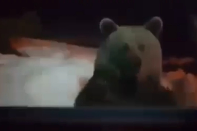 Bursa'da ayı kapıya kadar dayandı!