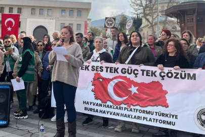 Bursa'da hayvan hakları çağrısı! Barınaklar ve yaşam alanları gündemde...