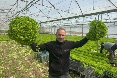 Kıvırcık marulda fiyatlar zirve yaptı: Tarlada 30 pazarda 80 lira