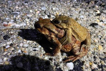 Kütahya'da 5 bin yıllık göç yeniden başladı
