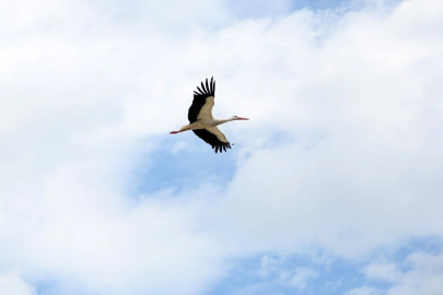 Leyleklerin 'yuva' kararsızlığı