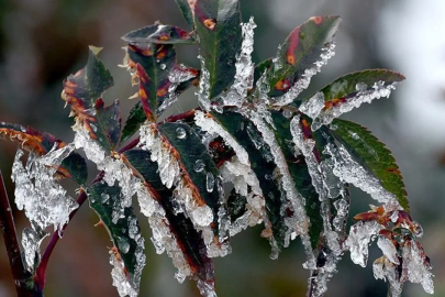 Bakanlıktan zirai don uyarısı