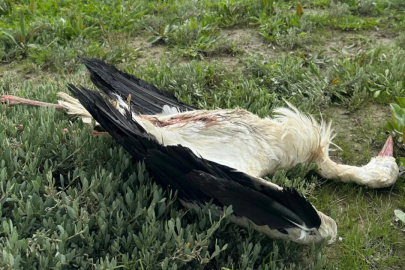 Göç yolundaki 5 leylek tüfekle vuruldu