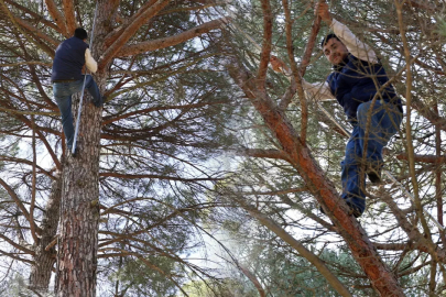 Kilosu 3 bin, yevmiyeleri 3 bin 500 lira! Ekmek parası için komando gibi ağaçlara tırmanıyorlar