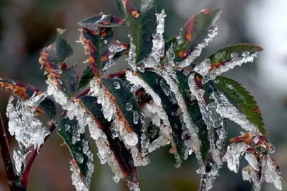 Meteoroloji'den 'zirai don' uyarısı: Birçok bölgeyi etkileyecek