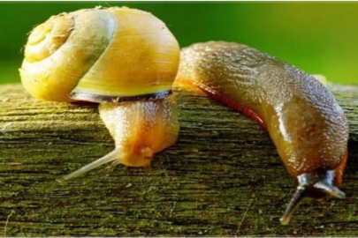 Salyangoz ve sümüklü böcek uyarısı