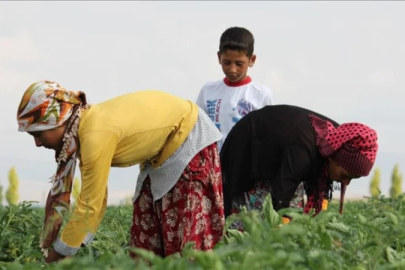 Tarihi eser gibi korunacak: Tarım arazilerine sit önerisi