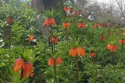 'Ağlayan gelin' olarak biliniyor! Bir aylık ömrü olan bu çiçeği koparmanın cezası 700 bin lira