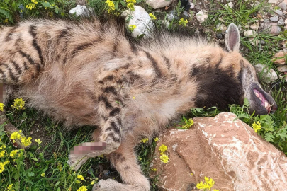 Aracın çarptığı sırtlan telef oldu