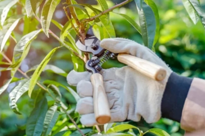 Kapısının önündeki ağacı budadı, bir daire parası ceza yedi