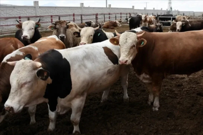 Kurbanlık fiyatları ve kesim ücretleri açıklandı! İşte o rakamlar