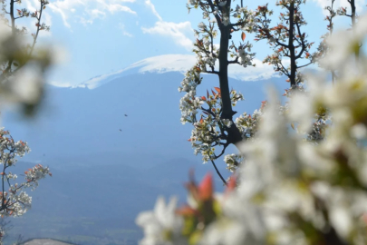 Bursa'da doğa canlandı: Üretici bu yıldan umutlu
