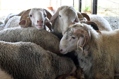 Bursa'da kurban pazarları zamlı açılıyor!