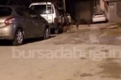 Bursa'da mahalleyi çakallar bastı! "Korkudan kapı önüne çıkamıyoruz"