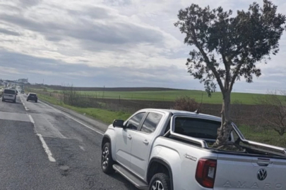 D-100'de ilginç görüntü: Pikapta zeytin ağacı taşındı