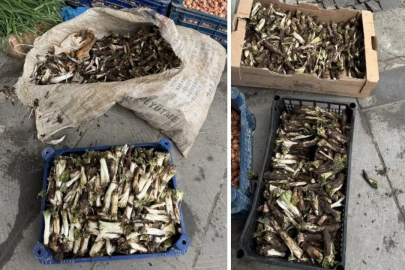 Doğada kendi kendine yetişiyor! İsteyen yemek, isteyen turşu, isteyen de sakız yapıyor: Kilosu 250 TL