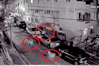 Avcılar'da sahipsiz köpeklerin saldırısından kaçan kişi otomobilin üzerine çıktı