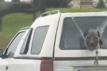 Bursa'da tebessüm ettiren anlar! Trafikte görenler telefonlarına sarıldı...