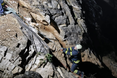 Kocaeli'de kayalıklarda mahsur kalan 15 keçi ve oğlak kurtarıldı