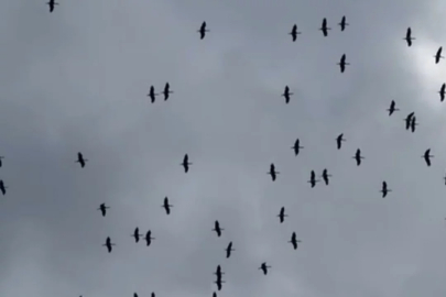 Baharın habercisi leylekler Bursa semalarında!