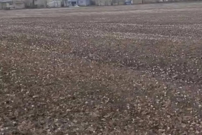 Baharın müjdecisi çiğdemler açtı