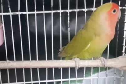 Denizli'de 14 papağan ile 150 su kaplumbağasına