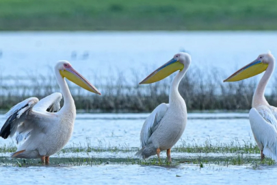 Göç yolundaki pelikan sürüsü Bursa'da mola verdi!