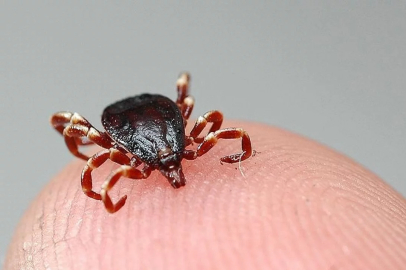 Havalar ısındı kene sezonu başladı!