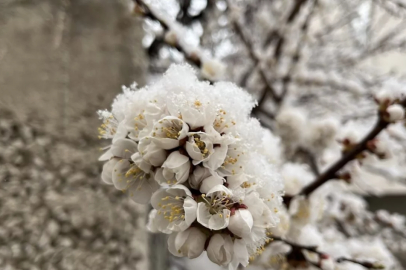 Yozgat'ta nisanda kar yağışı etkili oldu