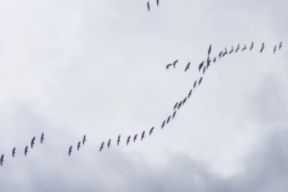 Bursa'da görüntülendi! Göç yolculuğuna çıktılar