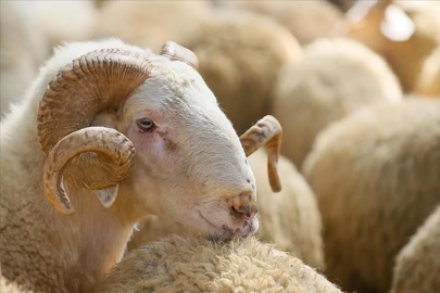 Bursa'da kurbanlık alacaklar dikkat! Pazar ne zaman açılacak?