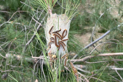 Çam kese böceğine karşı doğaya 'terminatör böcek' salındı